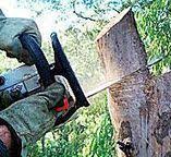 Calcium, NY Tree Care Company